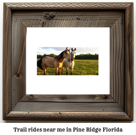 trail rides near me in Pine Ridge, Florida